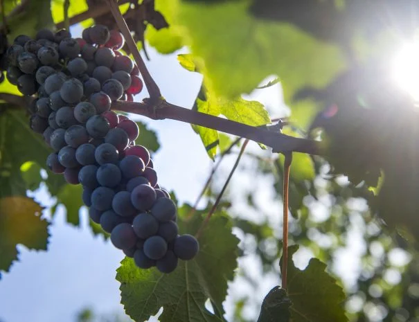Rousset vignes